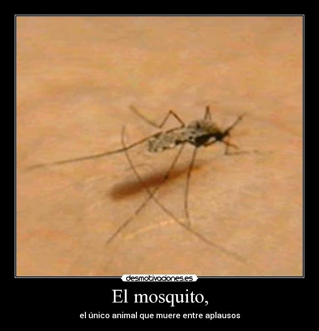 El mosquito, -