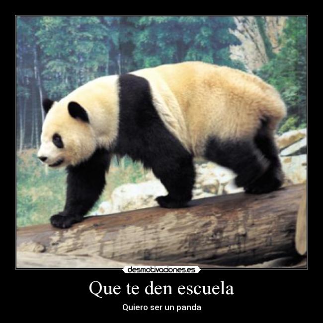 Que te den escuela - Quiero ser un panda