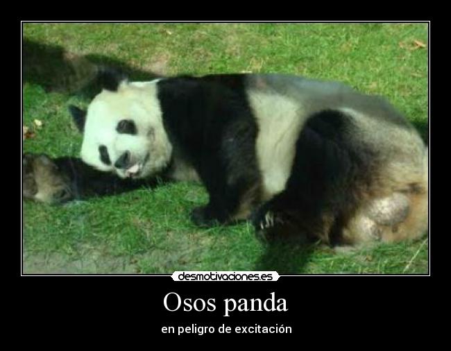 Osos panda - en peligro de excitación