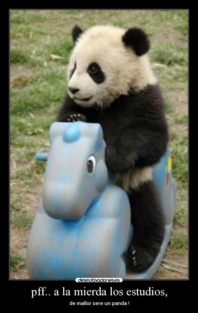 pff.. a la mierda los estudios, - de mallor sere un panda !