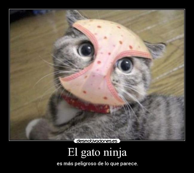 El gato ninja - es más peligroso de lo que parece.