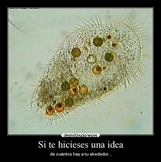 Si te hicieses una idea -