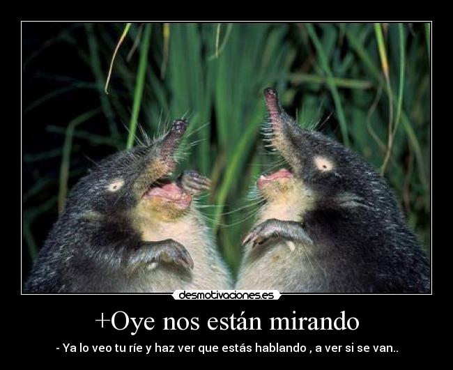 +Oye nos están mirando - - Ya lo veo tu ríe y haz ver que estás hablando , a ver si se van..
