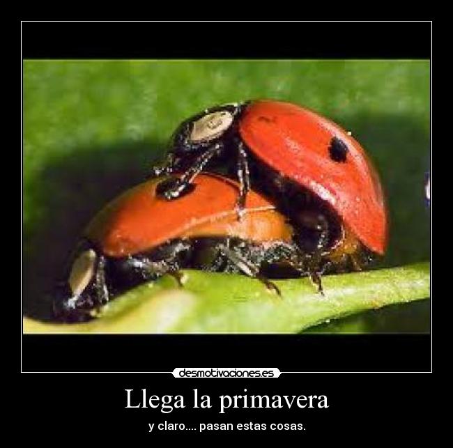 Llega la primavera -