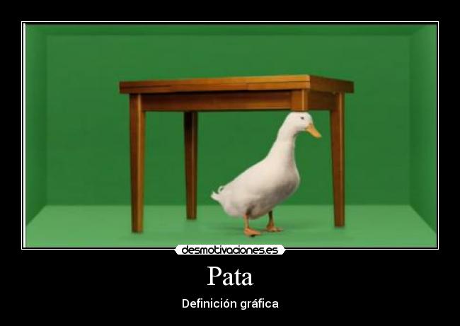 Pata - 
