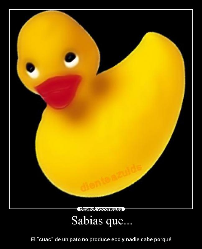 Sabias que... -
El cuac de un pato no produce eco y nadie sabe porqué