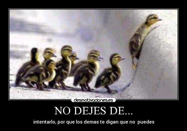 NO DEJES DE... - 