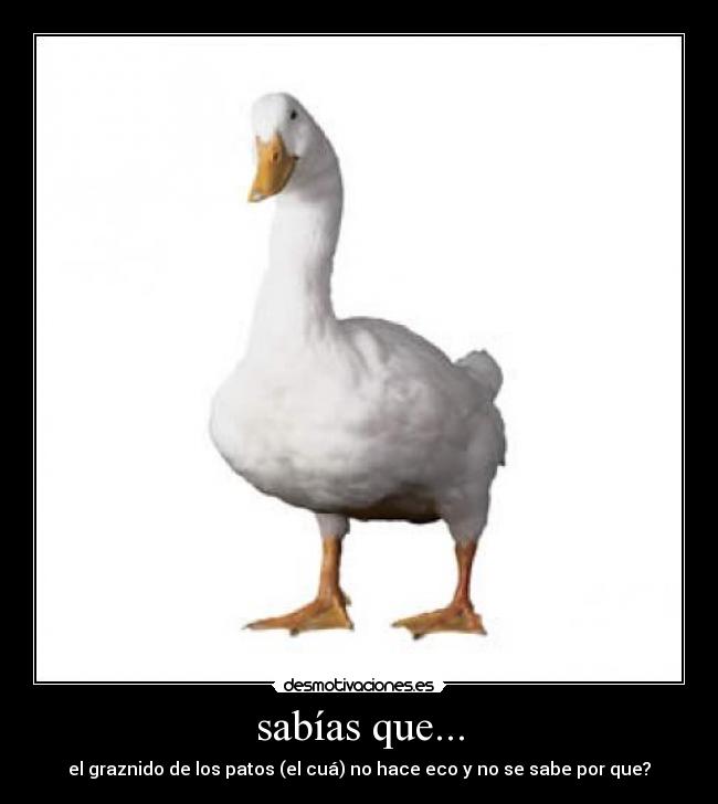 sabías que... - el graznido de los patos (el cuá) no hace eco y no se sabe por que?