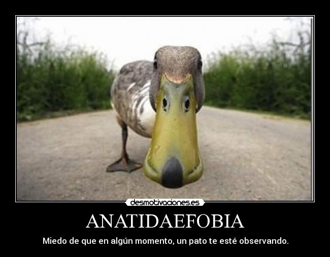 ANATIDAEFOBIA - Miedo de que en algún momento, un pato te esté observando.