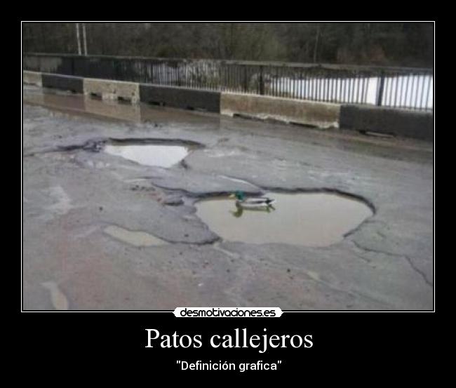 Patos callejeros -