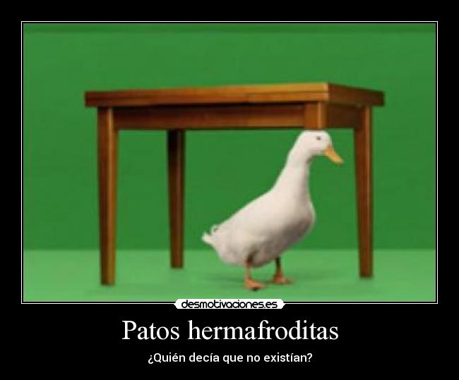Patos hermafroditas - ¿Quién decía que no existían?