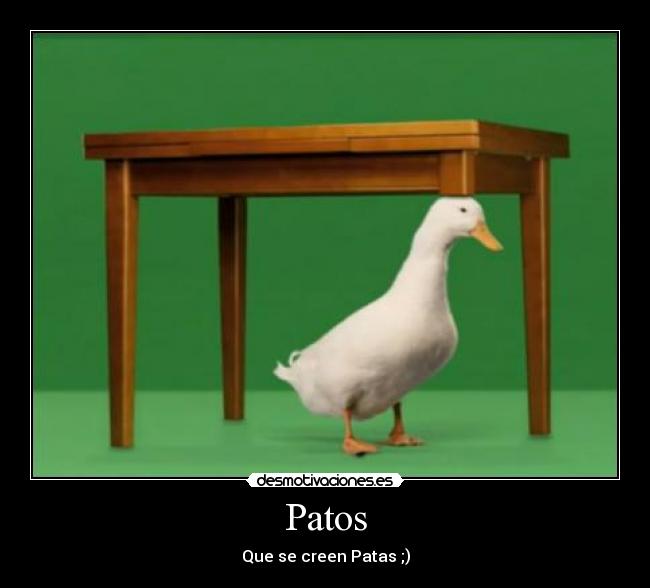 Patos - Que se creen Patas ;)