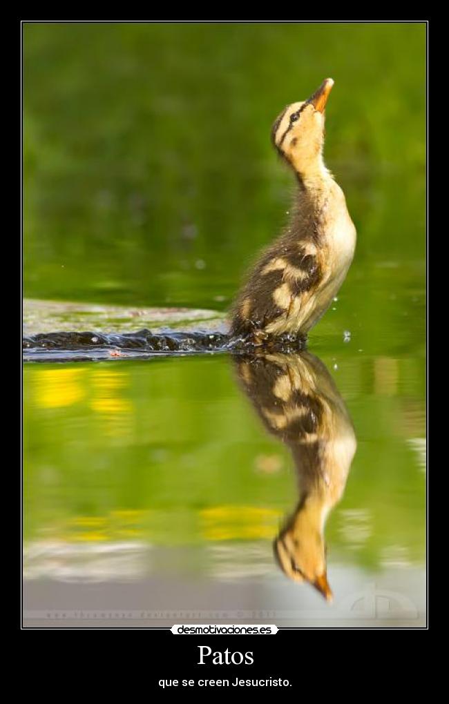 Patos - que se creen Jesucristo.
