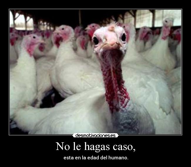 No le hagas caso, - 