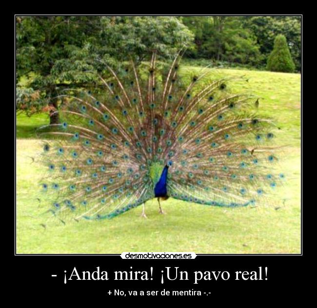- ¡Anda mira! ¡Un pavo real! - + No, va a ser de mentira -.-