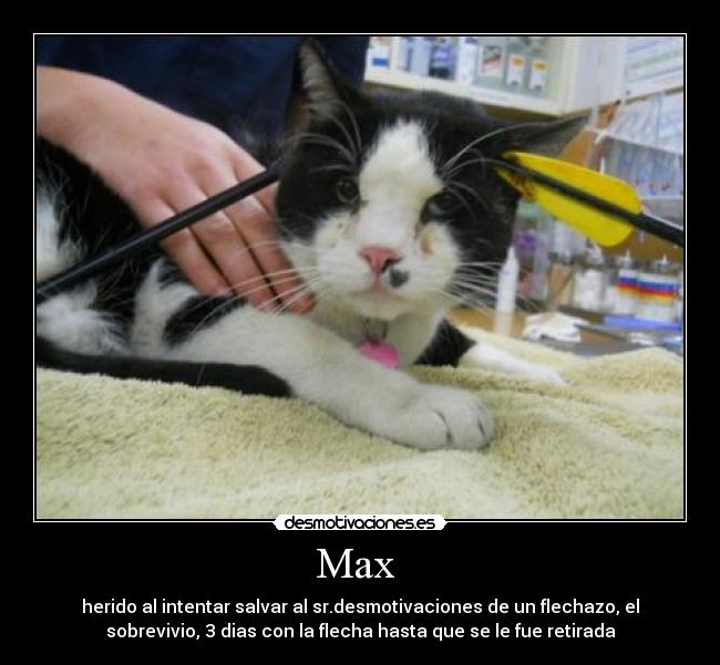 Max - herido al intentar salvar al sr.desmotivaciones de un flechazo, el
sobrevivio, 3 dias con la flecha hasta que se le fue retirada