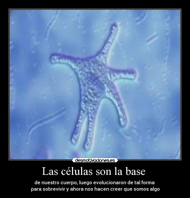 Las células son la base  - 