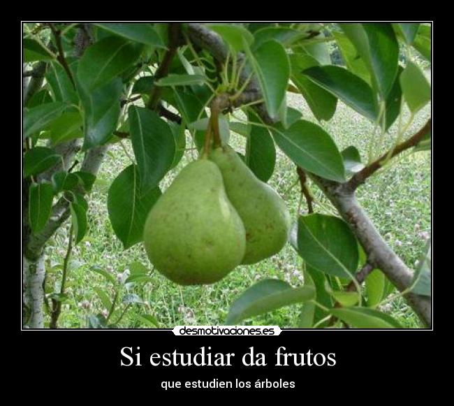 Si estudiar da frutos - que estudien los árboles