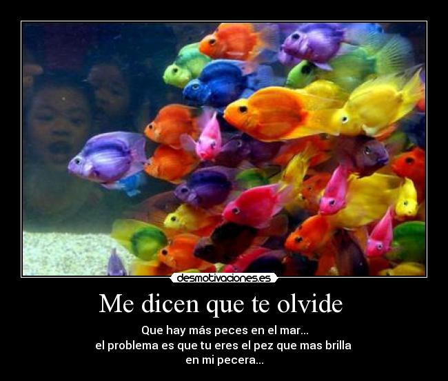 Me dicen que te olvide - Que hay más peces en el mar...
el problema es que tu eres el pez que mas brilla
en mi pecera...