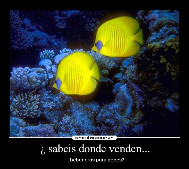 ¿ sabeis donde venden... -