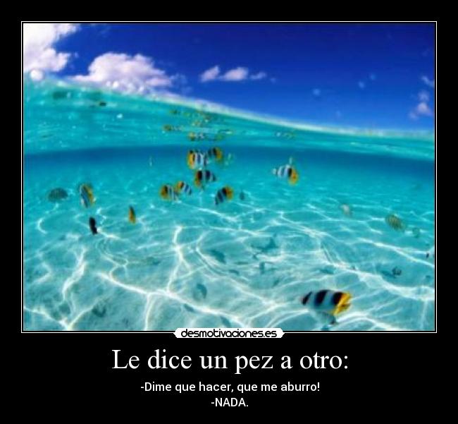 Le dice un pez a otro Desmotivaciones Le dice un pez a otro Desmotivaciones