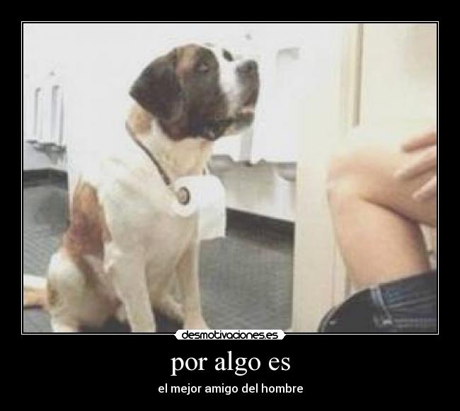 por algo es - el mejor amigo del hombre