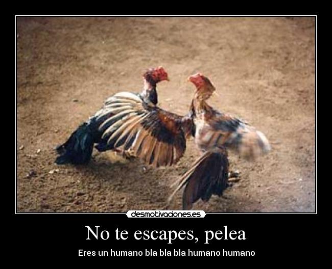 No te escapes, pelea -