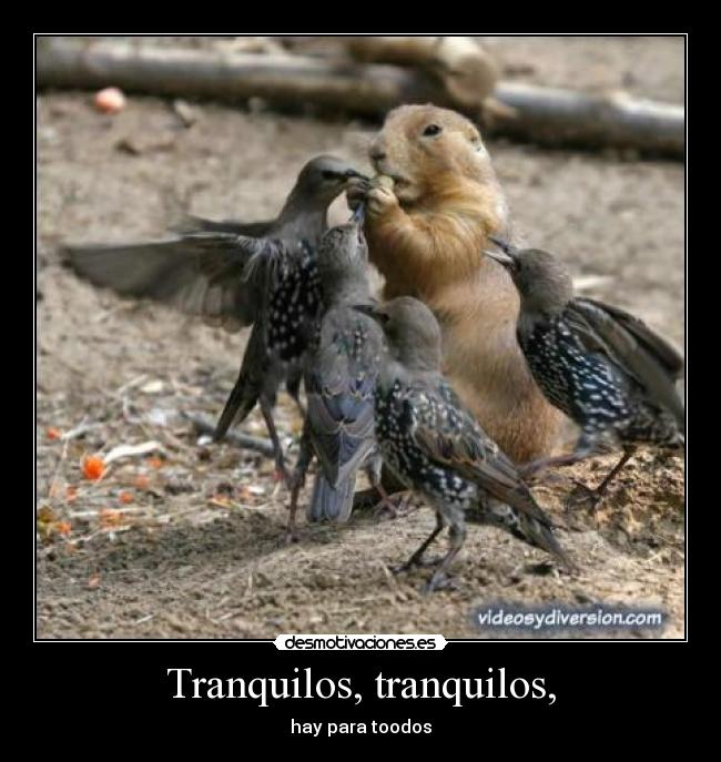 Tranquilos, tranquilos, -