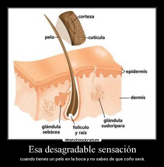 Esa desagradable sensación - cuando tienes un pelo en la boca y no sabes de que coño será.