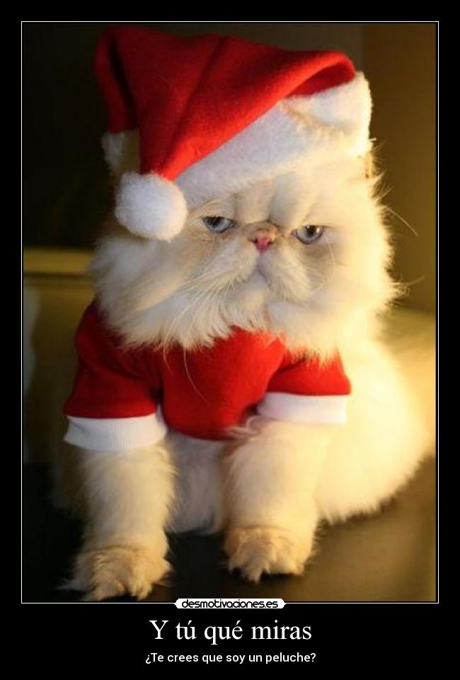 Y tú qué miras - ¿Te crees que soy un peluche?