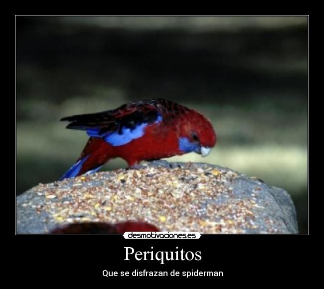 Periquitos - Que se disfrazan de spiderman