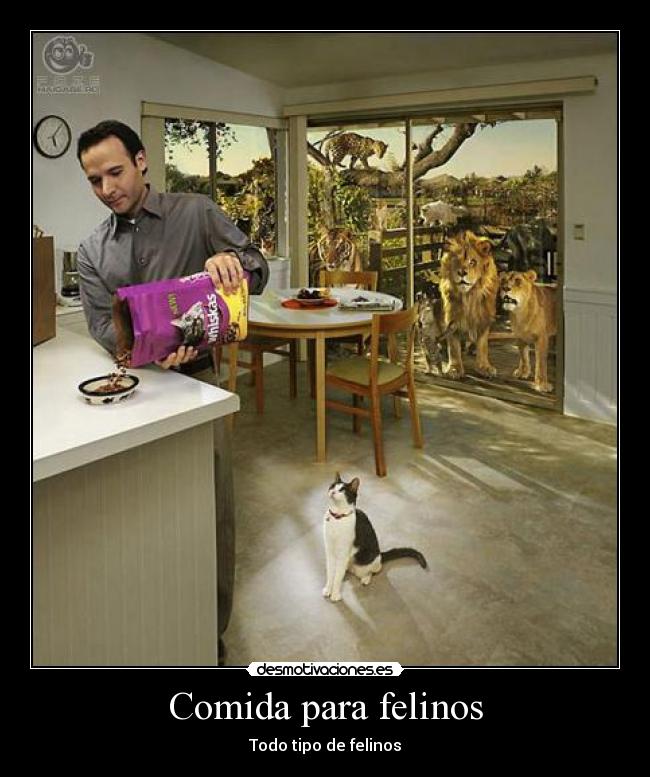 carteles comida whiskas desmotivaciones