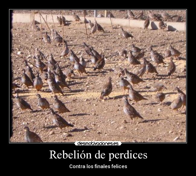 Rebelión de perdices - 