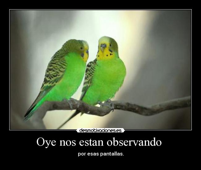 Oye nos estan observando - por esas pantallas.