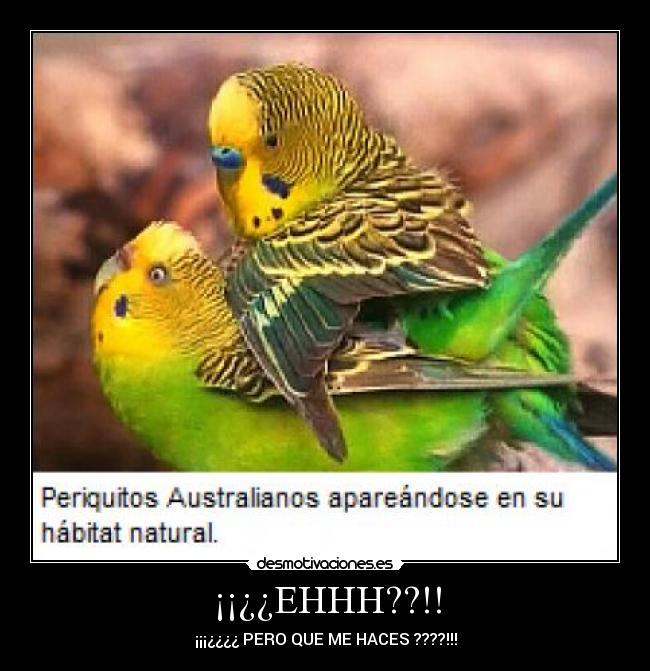 ¡¡¿¿EHHH??!! - ¡¡¡¿¿¿¿ PERO QUE ME HACES ????!!!