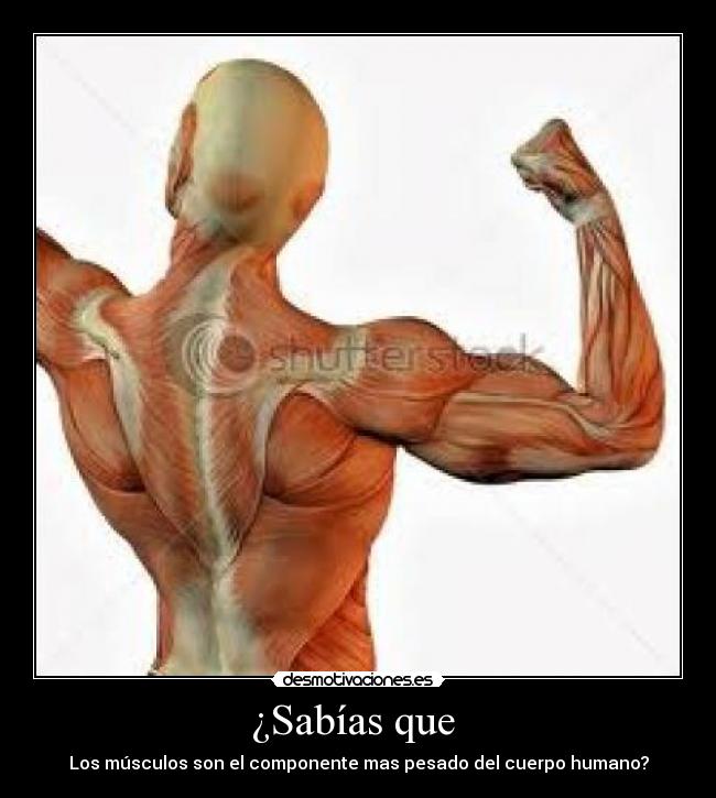 carteles musculos desmotivaciones