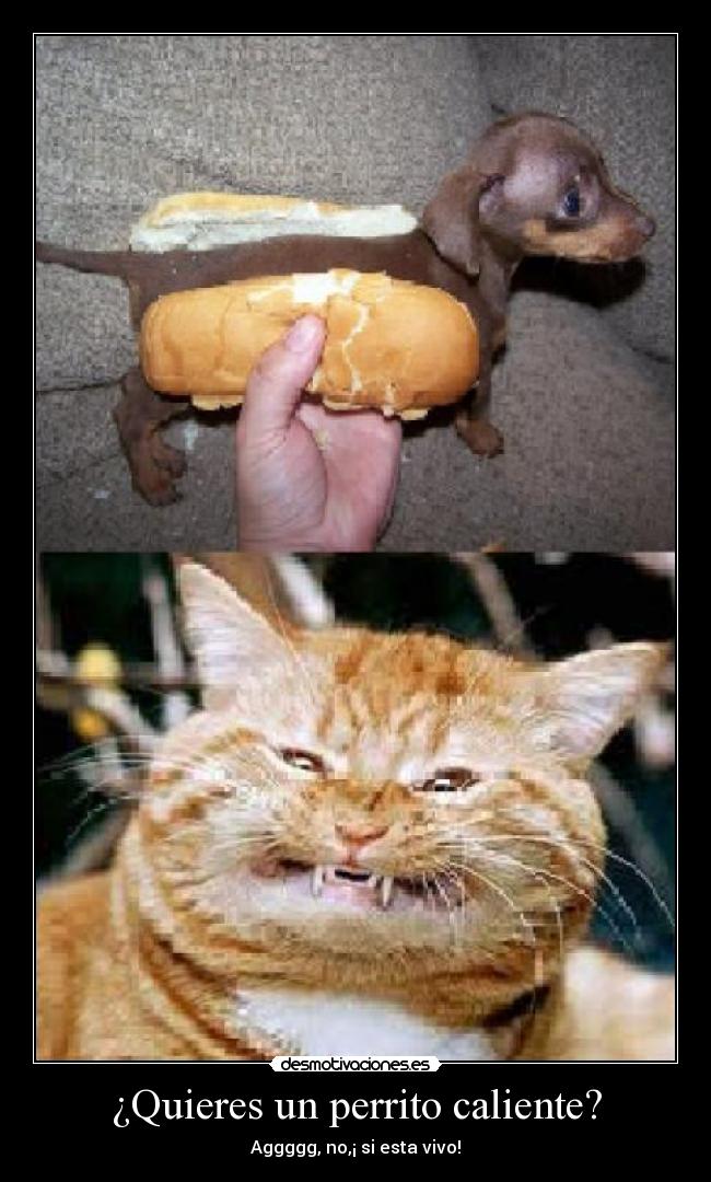 ¿Quieres un perrito caliente? -
