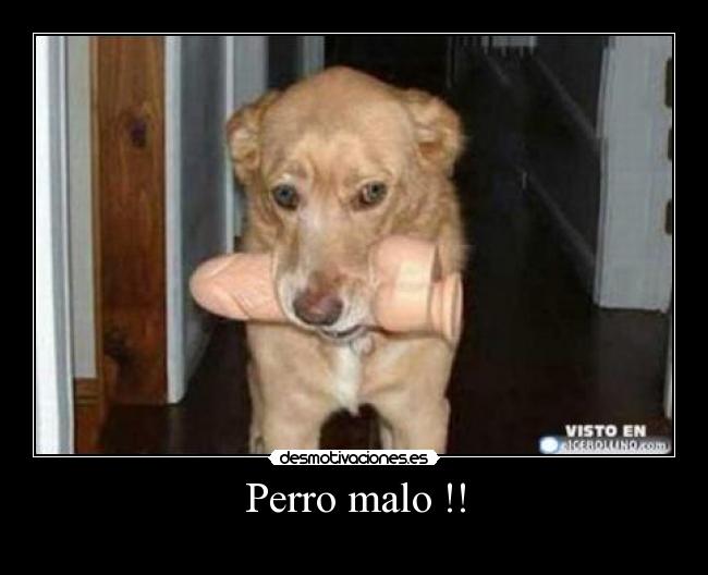 Perro malo !! - 