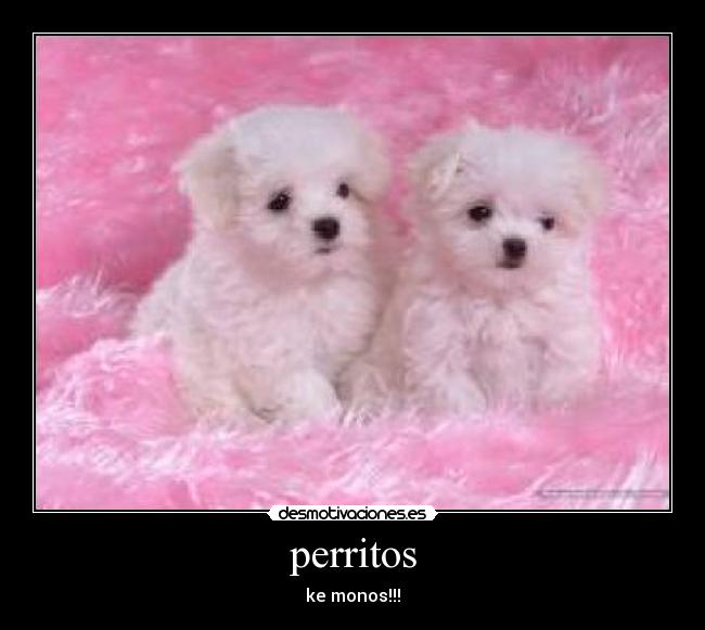perritos - ke monos!!!