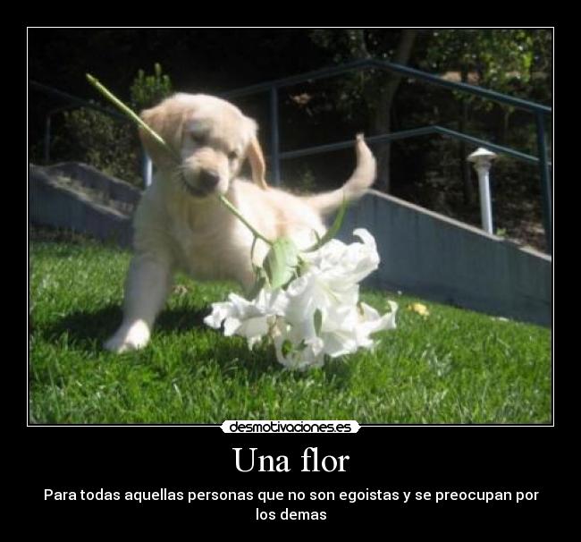 Una flor - Para todas aquellas personas que no son egoistas y se preocupan por los demas