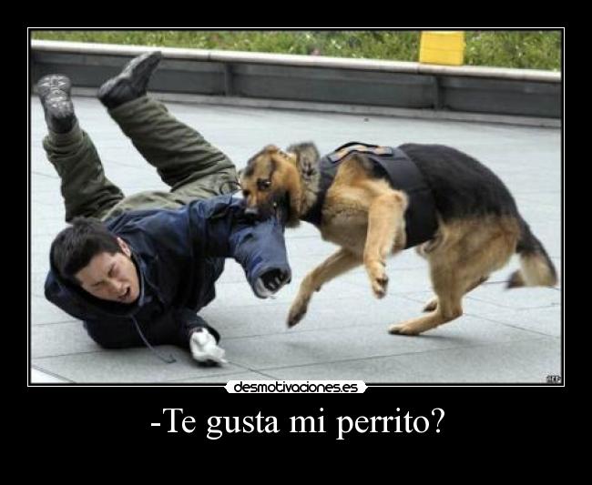 -Te gusta mi perrito? -