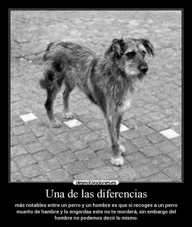 Una de las diferencias - más notables entre un perro y un hombre es que si recoges a un perro
muerto de hambre y lo engordas este no te morderá, sin embargo del
hombre no podemos decir lo mismo.