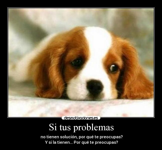 carteles problemas problemas perro perros desmotivaciones