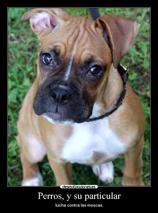 Perros, y su particular - lucha contra las moscas.