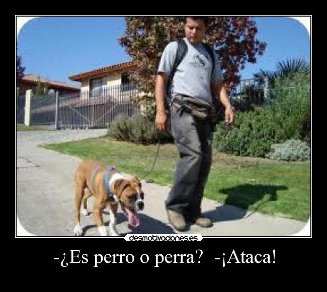 -¿Es perro o perra?  -¡Ataca! - 