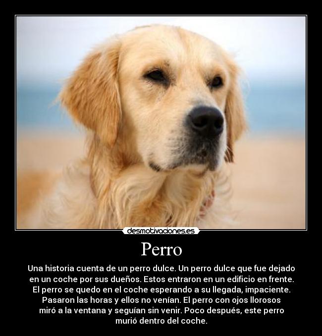 Perro - Una historia cuenta de un perro dulce. Un perro dulce que fue dejado
en un coche por sus dueños. Estos entraron en un edificio en frente.
El perro se quedo en el coche esperando a su llegada, impaciente.
Pasaron las horas y ellos no venían. El perro con ojos llorosos
miró a la ventana y seguían sin venir. Poco después, este perro
murió dentro del coche.