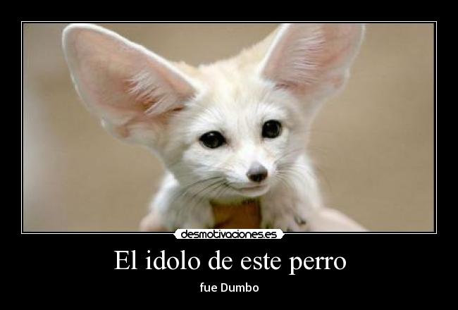 El idolo de este perro -