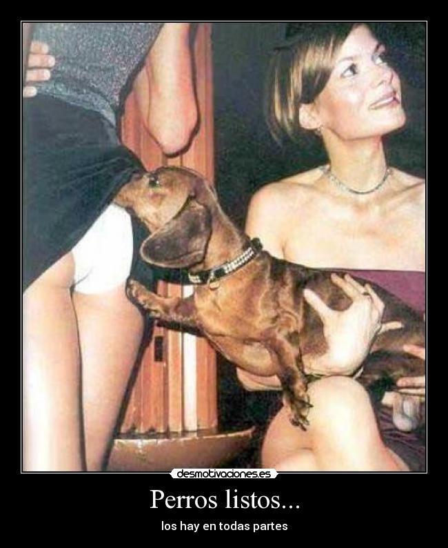Perros listos... - los hay en todas partes