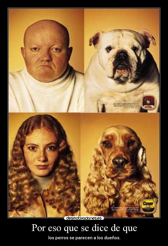 carteles perros parecen duenos desmotivaciones