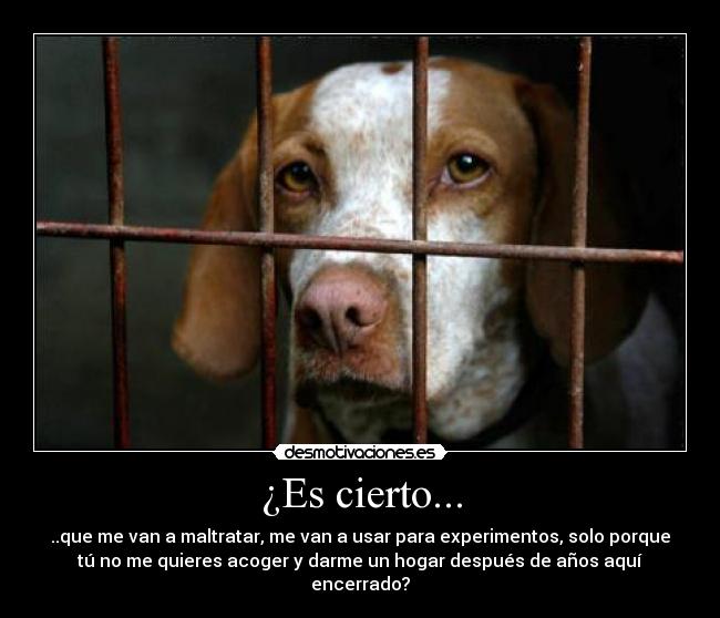 ¿Es cierto... - 